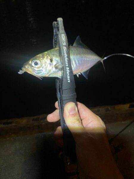 アジングつ抜け