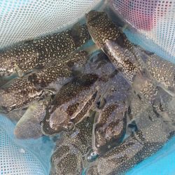 室津の夏フグ&タコ