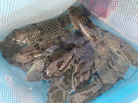 室津の夏フグ&タコ