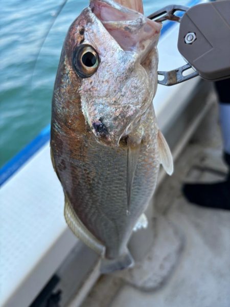 明石　タイラバ