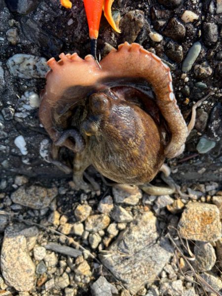 オクトパッシング7