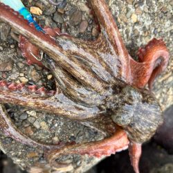 オクトパッシング6