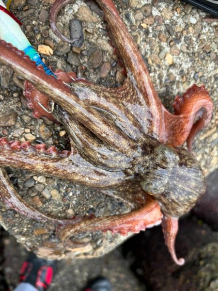 オクトパッシング6