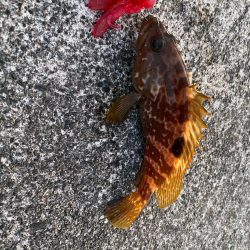 キジハタゲームく