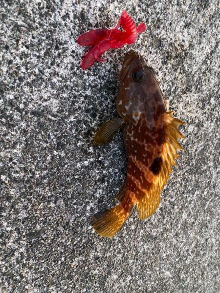 キジハタゲームく