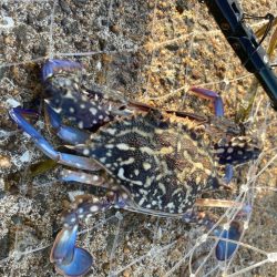 マキマキ+ジギングサビキ最強にゃ!