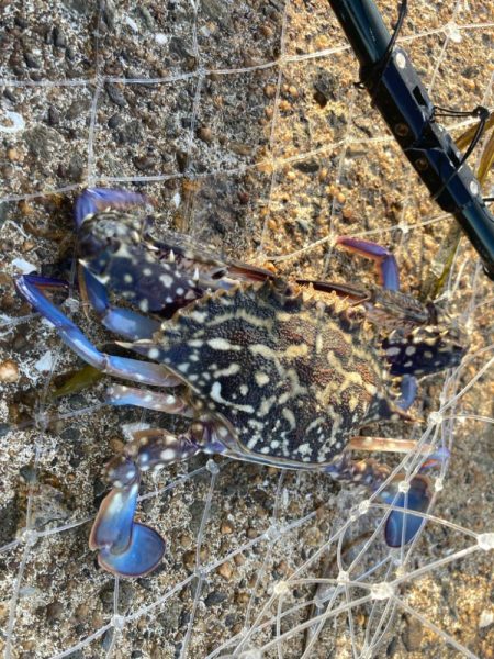 マキマキ+ジギングサビキ最強にゃ!