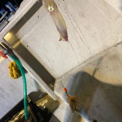 鳥取イカメタルリベンジ