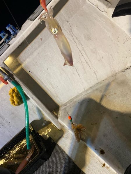 鳥取イカメタルリベンジ