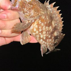 マナティでライトワインド