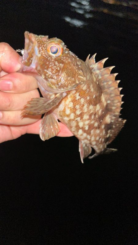 マナティでライトワインド