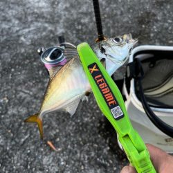 数釣りアジング