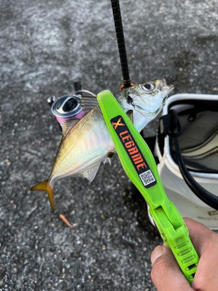 数釣りアジング