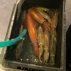 鳥取イカメタル遠征