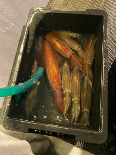 鳥取イカメタル遠征