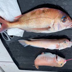 タイラバで高級魚