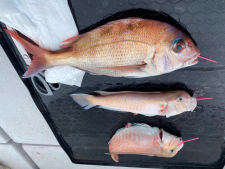 タイラバで高級魚