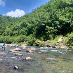 鮎の友釣りチャレンジ