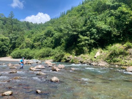 鮎の友釣りチャレンジ