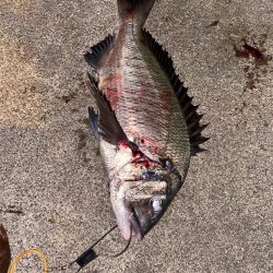 クロダイなど四目達成