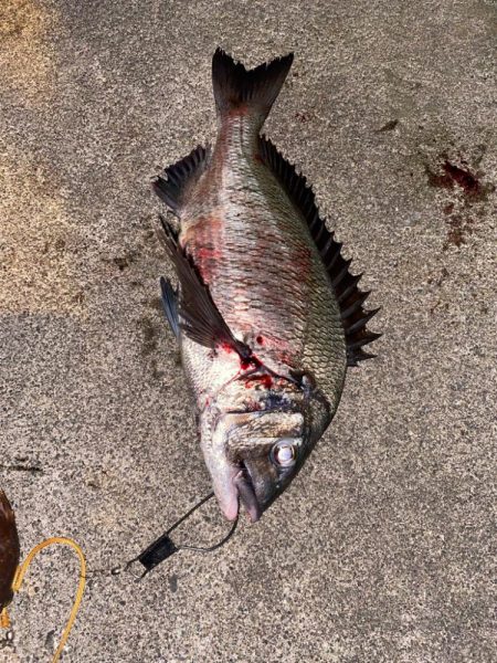 クロダイなど四目達成