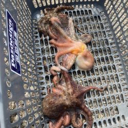 ⭐︎見切りどき