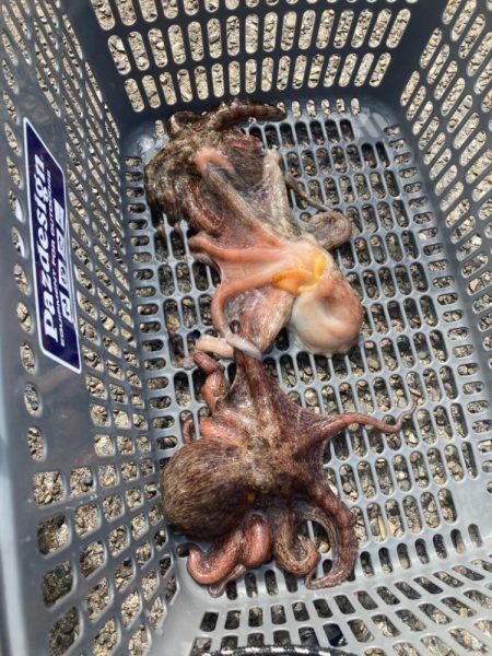 ⭐︎見切りどき