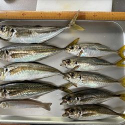 アジに魅せられて