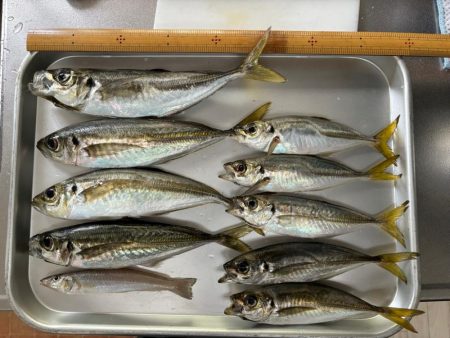 アジに魅せられて