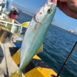 ツバスの時期ですね。