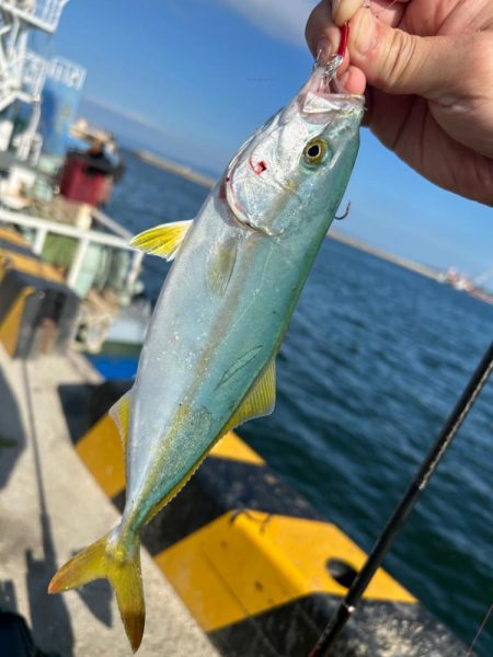 ツバスの時期ですね。