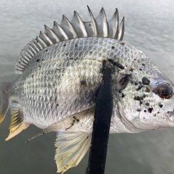 朝はどうだ⁉️