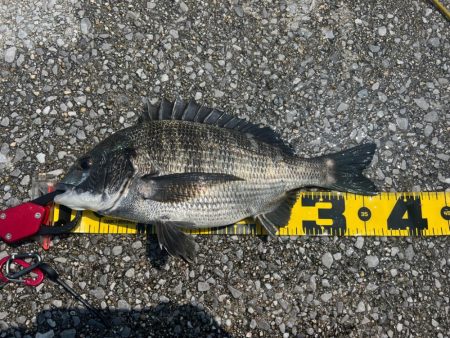 熱中症注意!チヌフカセ