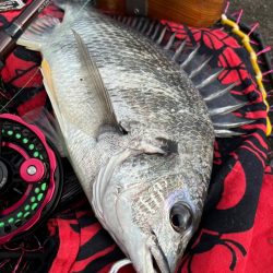 ヘチってきました