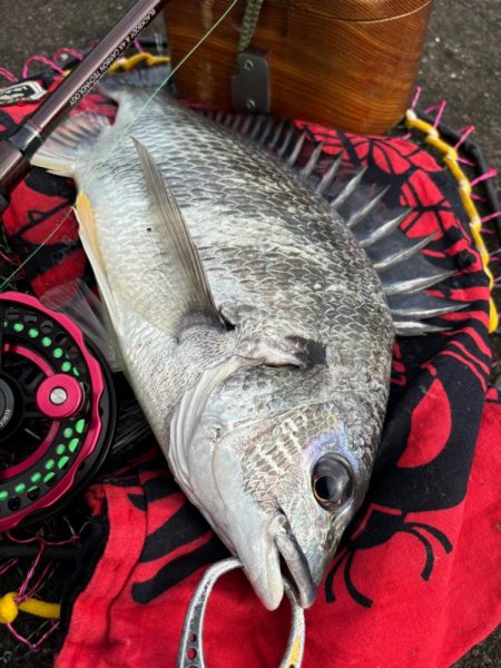 ヘチってきました