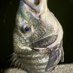 鯵さん、おかえり〜😁