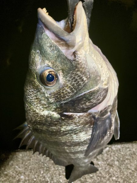鯵さん、おかえり〜😁