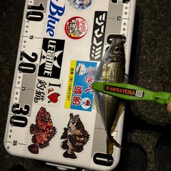 数釣りアジング