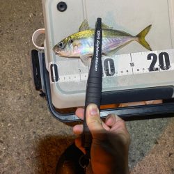アジ数釣り