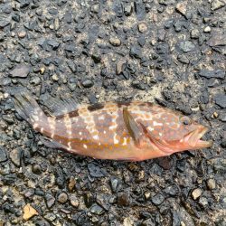 チニングのはずが、、