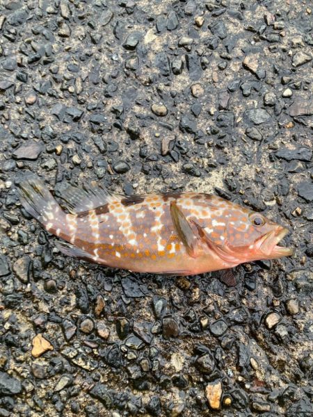 チニングのはずが、、