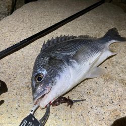 淀川ブリームゲーム