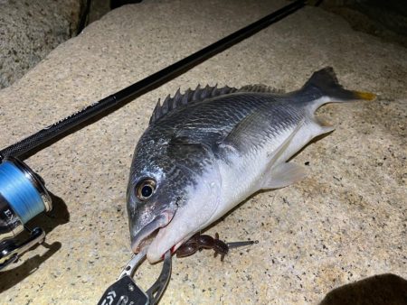 淀川ブリームゲーム