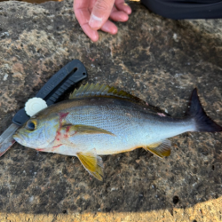 ショアからシマアジ！