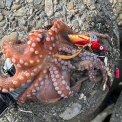 オクトパッシング8