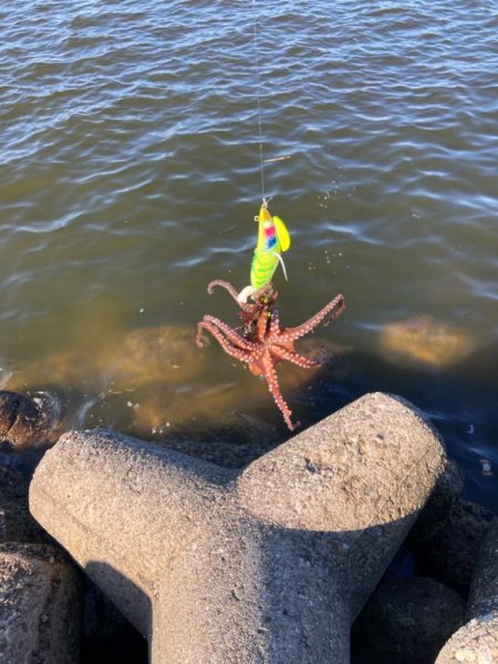 ⭐︎そろそろ苦潮気配