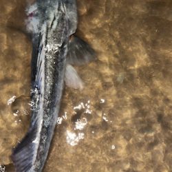 クリクリ目玉のシーバスが釣れた