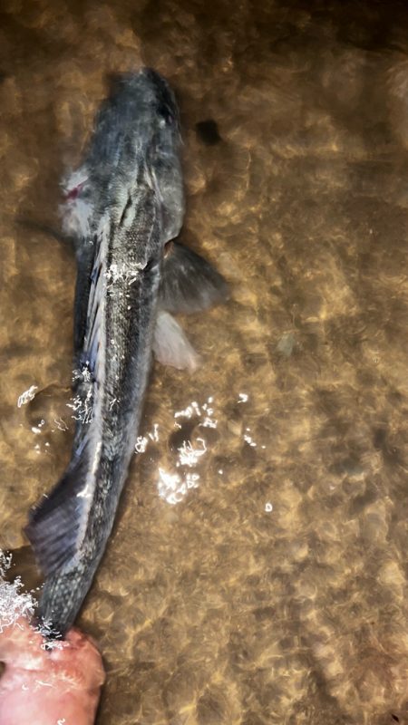 クリクリ目玉のシーバスが釣れた