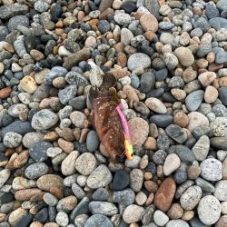 フラットフィッシュの続き