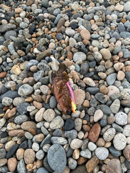 フラットフィッシュの続き